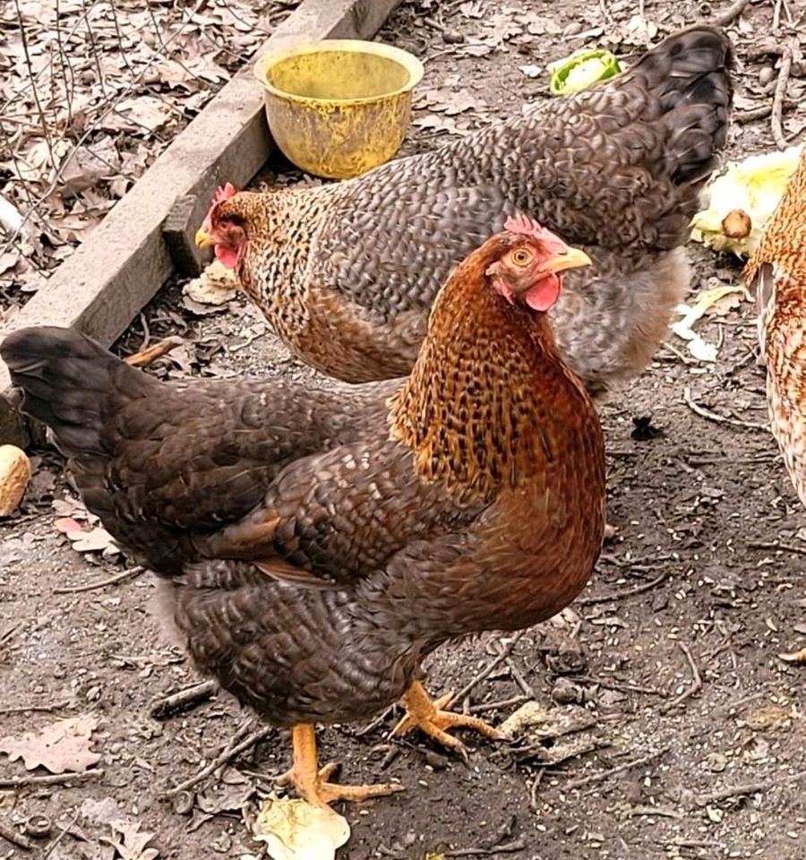 Bielefelder Kennhuhn in Heinsberg