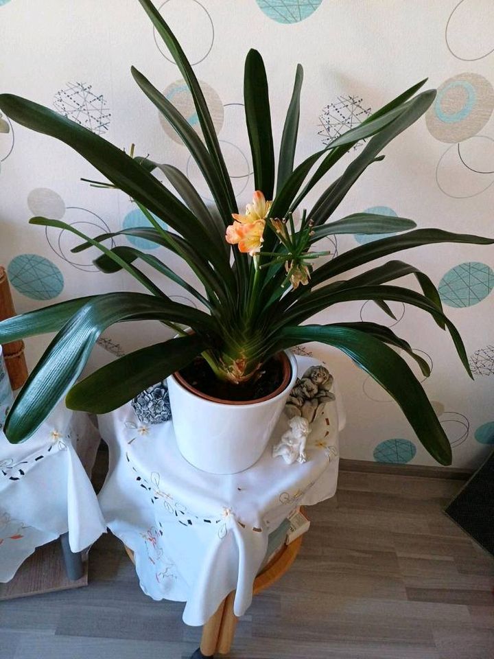 Clivia 40-50 cm in Bexbach