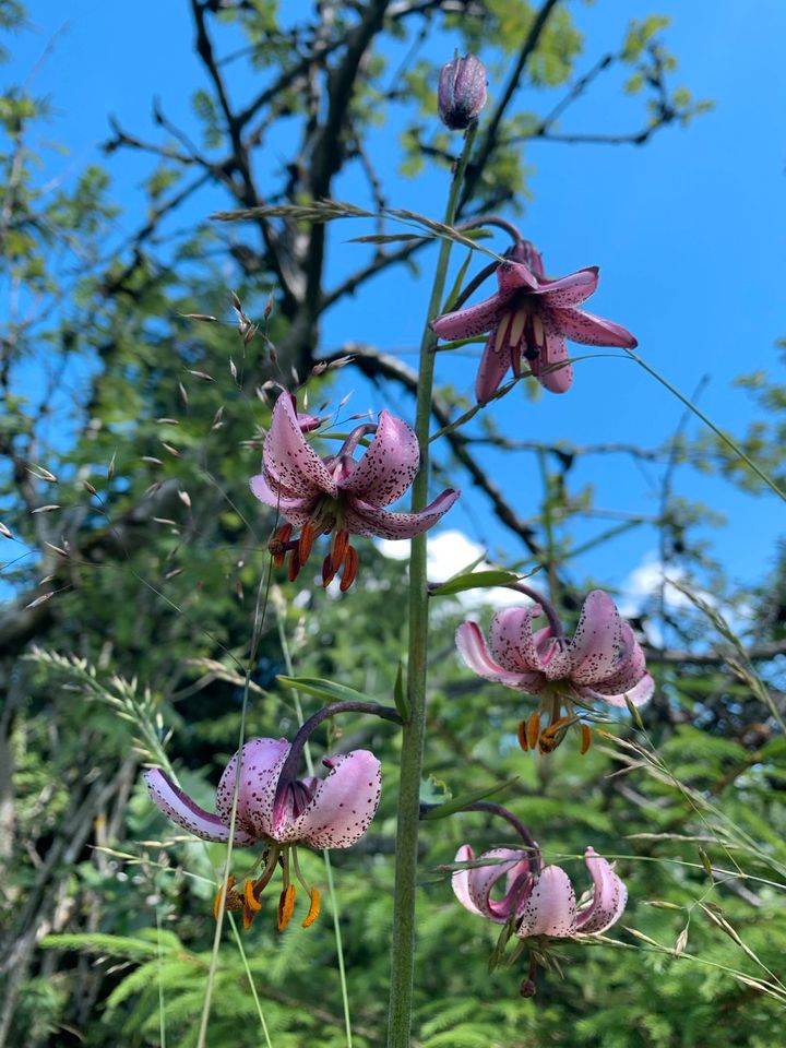 Wildpflanze - heimische Lilien Art: Türkenbundlilie in Berlin