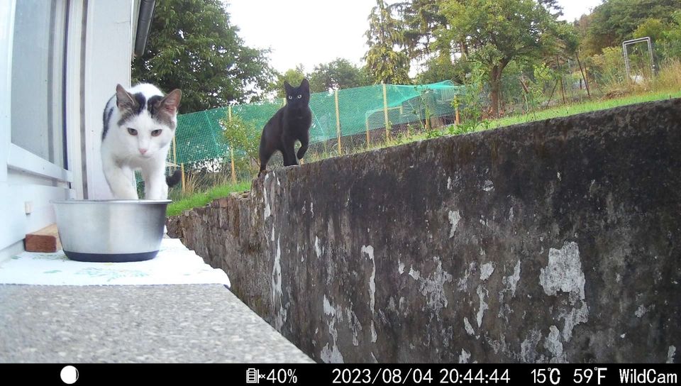 Freigänger Kater in Nußbach