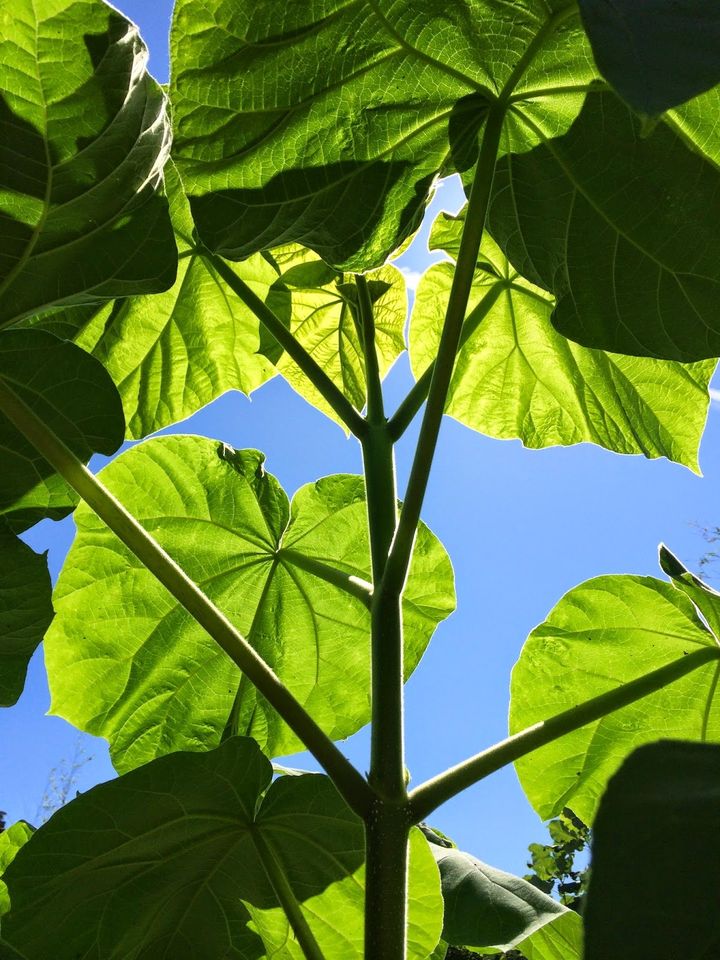 Blauglockenbaum (Paulownia tomentosa) in Taucha