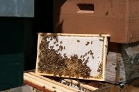 Bienen, Bienenvölker, Ableger  DN Nordrhein-Westfalen - Meschede Vorschau