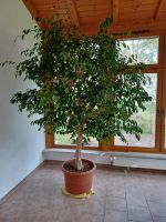 Ficus Benjamina Ficus Pflanze 32 Jahre alt Sachsen-Anhalt - Jessen (Elster) Vorschau