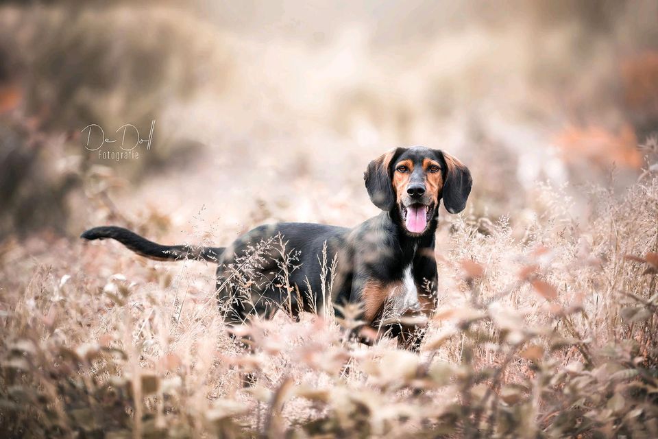 Hundeshooting / Naturliebe / Tierfotografie in Nümbrecht