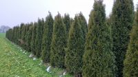 Thuja Smaragd Hecke Lebensbaum 220-240 cm - Beste Qualität! Sachsen-Anhalt - Kamern Vorschau