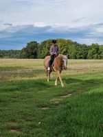 Reitbeteiligung Pflegebeteiligung [Mensch sucht Pferd] Hessen - Solms Vorschau
