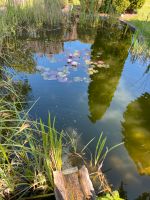 Suchen Goldfische Hessen - Borken Vorschau