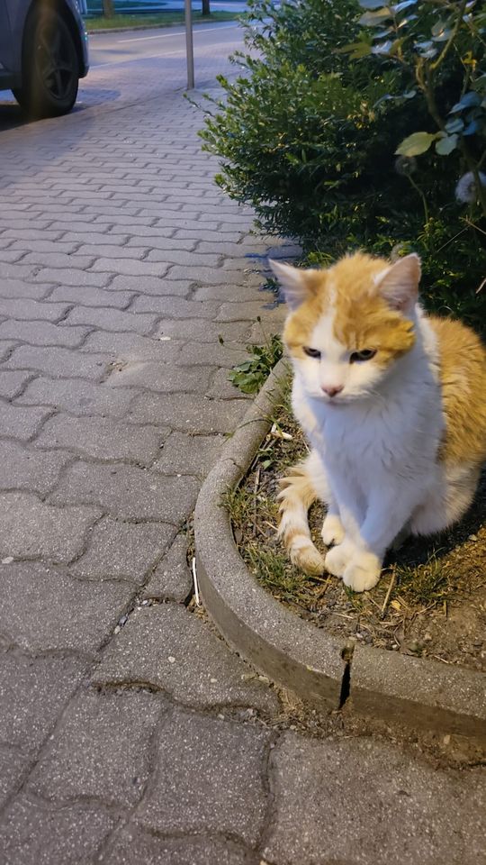 Katze gefunden in Dresden