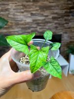 Syngonium Mottled Mojito Ableger Bayern - Poing Vorschau