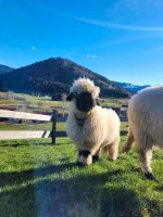 Walliser Schwarznasenschaf Bayern - Oberstaufen Vorschau