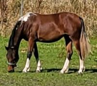 Schicke Ponystute Nordfriesland - Joldelund Vorschau