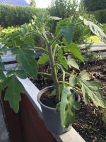 Tomatenpflanzen herrliche Fleischtomate und Rispentomate Berlin - Treptow Vorschau