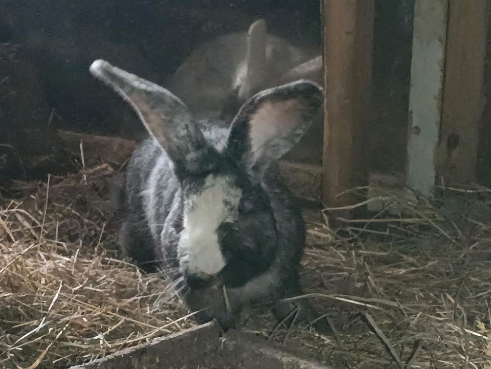 Sallander Riesen Kaninchen Hasen Häsin Jungtiere Rammler Weißohr in Genthin