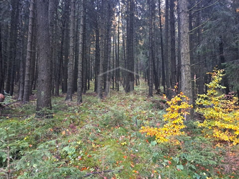 Forstwirtschaftliche Grundstücke in Willingen in Willingen (Upland)