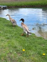 Laufentenerpel Hessen - Haiger Vorschau