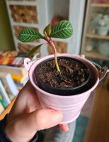 Kleine Spuckpalme Madagaskar-Juwel Baby Euphorbia leuconeura Sachsen - Zwickau Vorschau