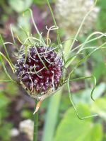 5 Zwiebeln Allium hair weinberg winterhart insektenfreundlich Pankow - Buch Vorschau