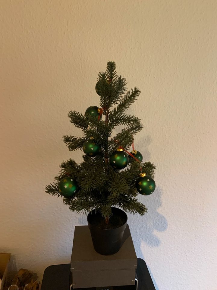 *NEU* IKEA Vinterfint Topfpflanze Weihnachtsbaum 60 cm Deko in Frankenthal (Pfalz)