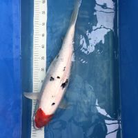 Koi Tancho Sanke, 50-55 cm Nordrhein-Westfalen - Wachtendonk Vorschau