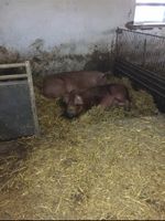 Aktion Strohschweine neuer Termin Paket Schweine Grill Fleisch Nordrhein-Westfalen - Laer Vorschau