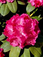 Rhododendron in großer Auswahl, auch besondere Sorten!! Niedersachsen - Oldenburg Vorschau