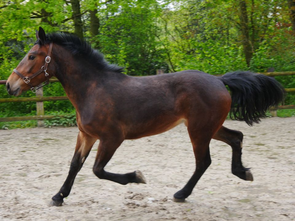 Cob Normand, Kaltblut Stute, Fahrpferd in Dorsten