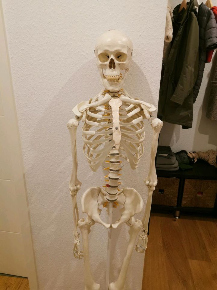 Anatomisches Skelett Medizinstudium in Solingen