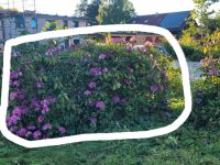 3 lila Rhododendren zum selbst ausgraben Schleswig-Holstein - Neumünster Vorschau