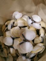 Venus Muscheln, Vongole, Basteln DIY, Deko, Schmuck Bayern - Marktzeuln Vorschau