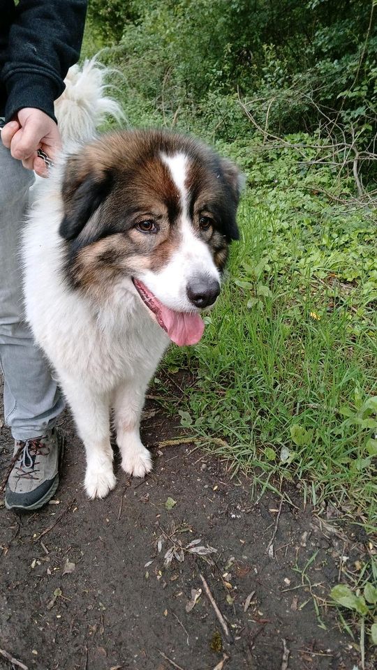 Bosnischen Schäfer Hund hat sein Herrchen verloren in Rheinau
