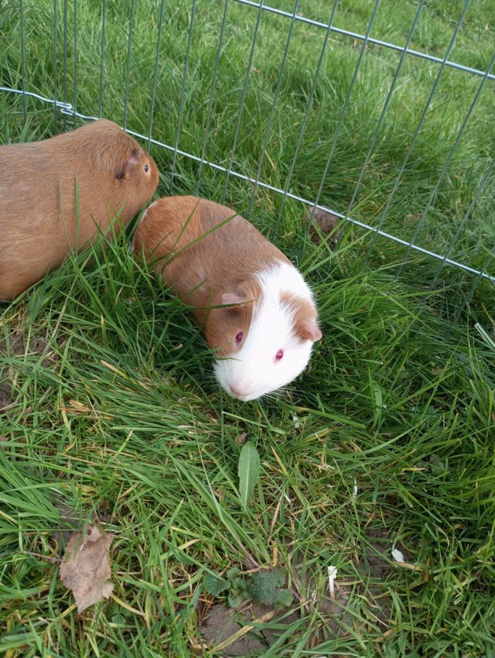 Meerschweinchen Jungs suchen neue Gurkenschnippler in Erbach