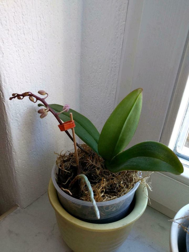 Rarität Orchidee Phaleonopsis equestris mit Miniblüten pink in Großrückerswalde