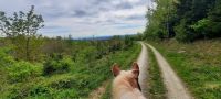 Ausreitbegleitung mit eigenem Pferd gesucht Baden-Württemberg - Salem Vorschau