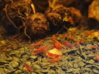 Red Fire Garnele 2,00€* 'Neocardina davidi' Aquarium Zwerggarnele Saarland - Püttlingen Vorschau