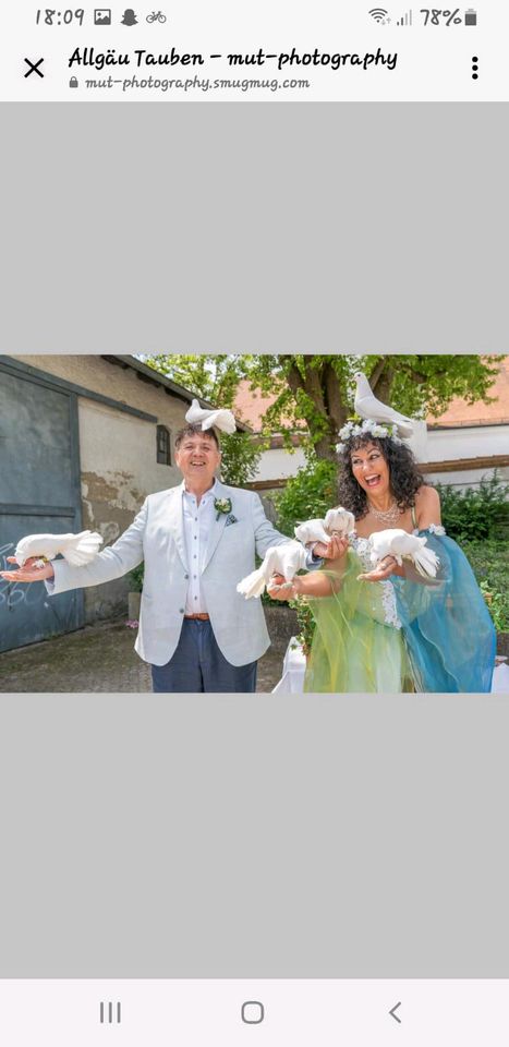 Brieftauben weiße zahme Hochzeitstauben Baden-Württemberg Bayern in Biessenhofen