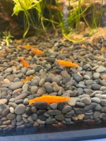 Orange Garnelen (wohl orange Sakura Neos)  20 Babies Saarland - Quierschied Vorschau