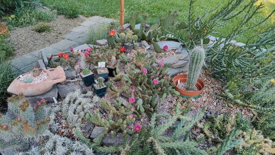 Winterharte Kakteen Sukkulente Kaktus Opuntia Pflanze Blume Blüte in Wiesbaden