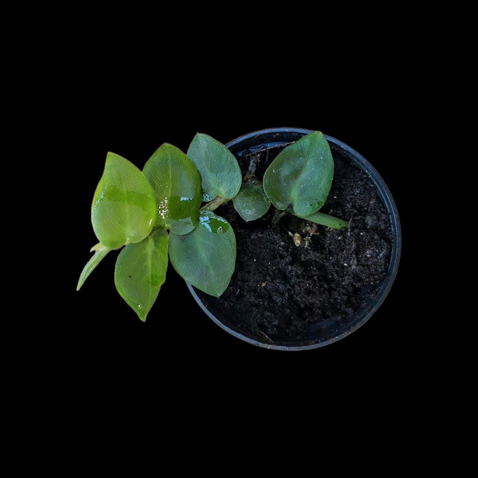 Rhaphidophora hayi, Rankpflanze fürs Terrarium-Terrarienpflanzen in Mainz