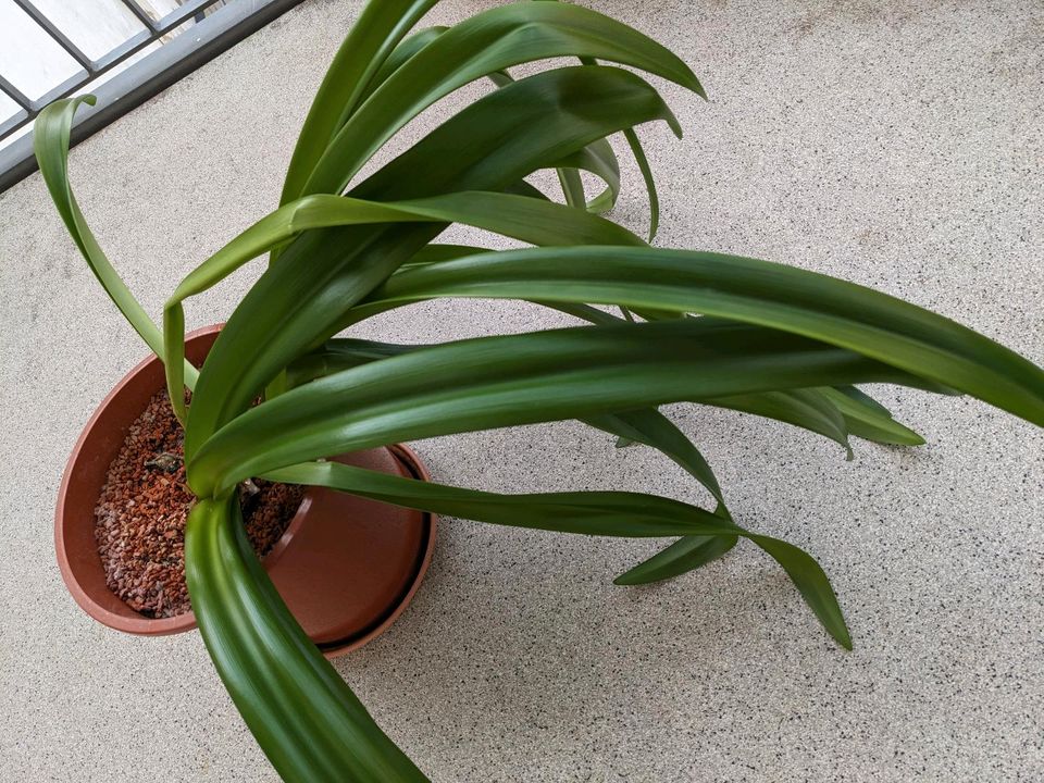 Amaryllis rot blühend Zimmerpflanze Topfpflanze in Halle