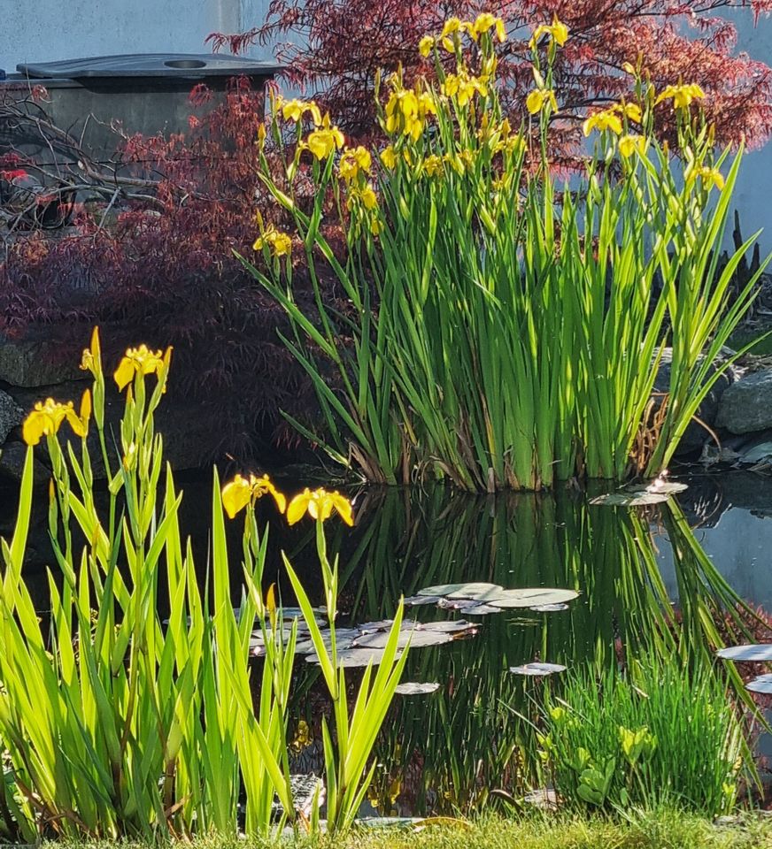 Sumpf - Schwertlilien / Wasserlilien Gelb winterhart in Mörfelden-Walldorf