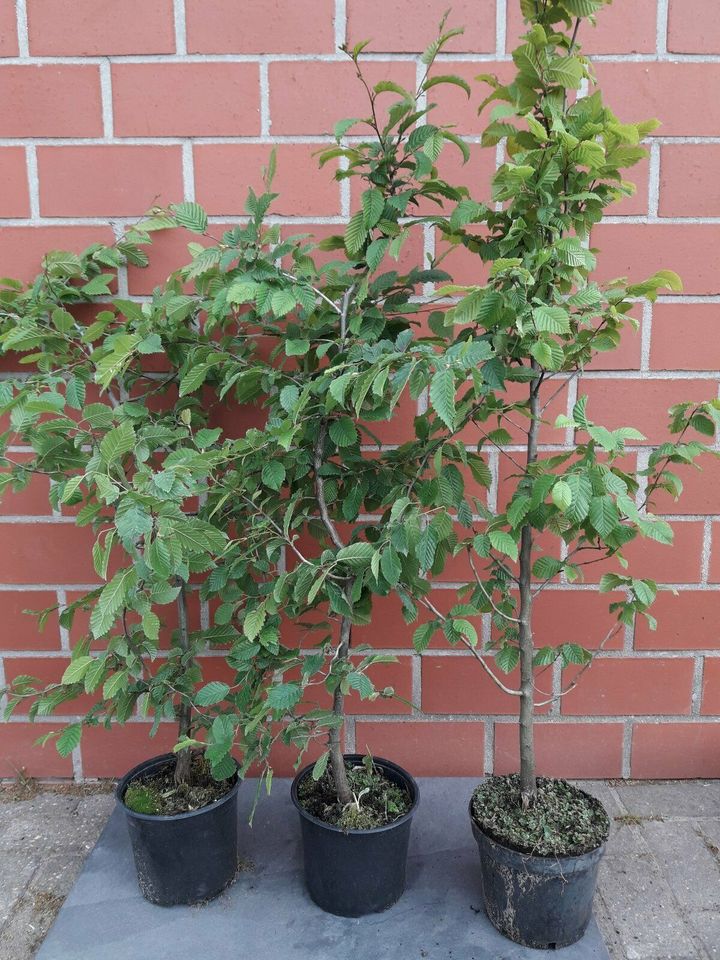 Carpinus betulus (Hainbuche) in Baumschulqualität in Klosterholte