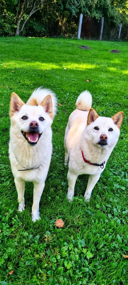 Yuki sucht ihr Zuhause in Rennertshofen