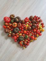 25 Überraschungs Tomaten Pflanzen Garten Gemüse Bio Nordrhein-Westfalen - Finnentrop Vorschau