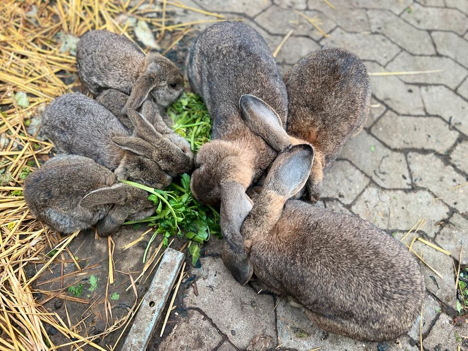 Kaninchen mit Schlappohren in Düsseldorf