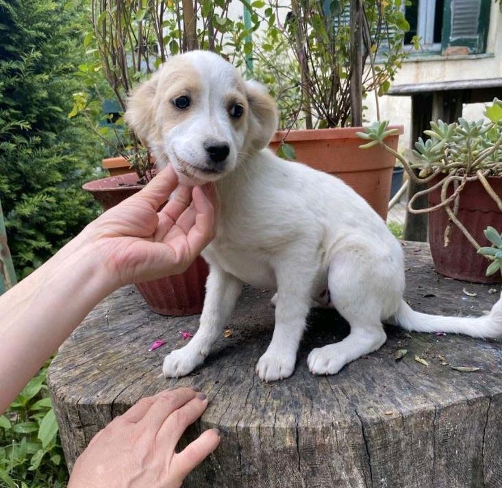 SALLY  Kokoni Hündin Tierschutz Hund in Weinstadt