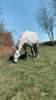 Reitbeteiligung/ zur Verfügung Pony sucht Reiter Schleswig-Holstein - Raisdorf Vorschau