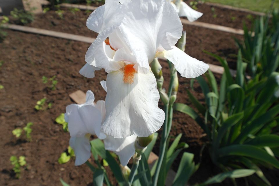 20 versch. Lilien Iris Schwertlilien u. Stauden in Künzell