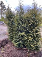 Thuja occidentalis Sol 4xv mDb Hoe 200-225, inklusive Lieferung Bayern - Herrsching Vorschau