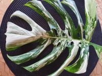 Zweifarbige Monstera Variegata Nordrhein-Westfalen - Kevelaer Vorschau