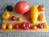 Pflanzen Gartenauflösung, Gemüse Paprika Tomatenpflanzen Blumen Schleswig-Holstein - Norderstedt Vorschau